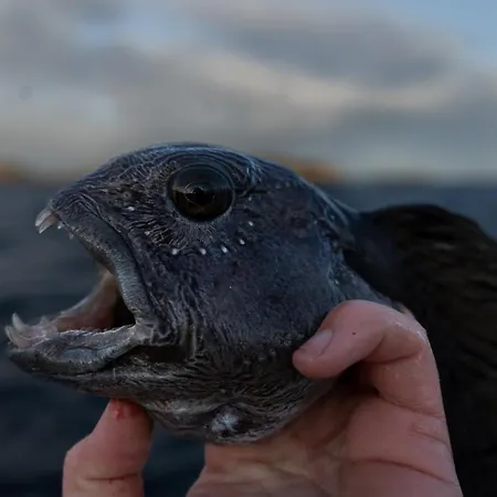 Camping Bud Camping *