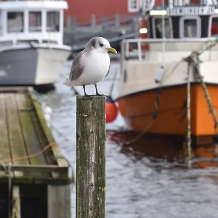 Camping Bud Camping *