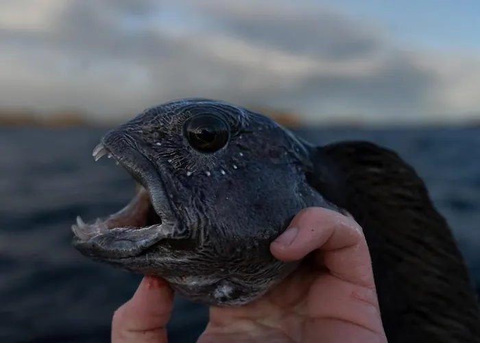 캠프장 Bud Camping *