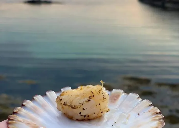 Bud Camping Camping *