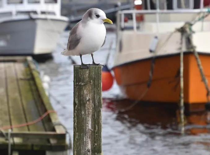 Camping Bud Camping *