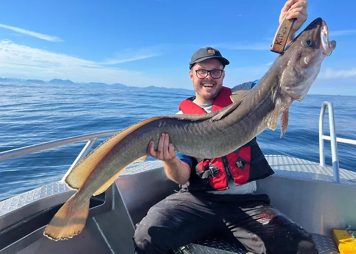 Bud Camping Camping *